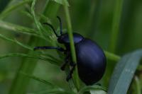 Timarcha tenebricosa