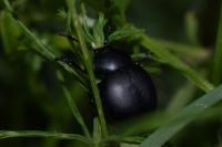 Timarcha tenebricosa