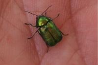 Cryptocephalus