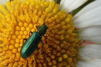 Psilothrix viridicoerulea