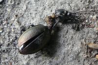 Carabus nemoralis