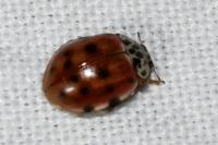 Harmonia quadripunctata