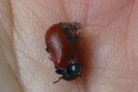 Chrysomela populi
