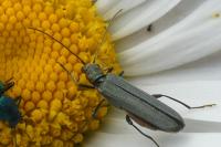 Oedemera