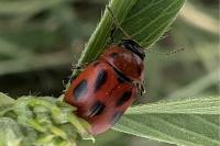 Gonioctena fornicata