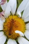 Oedemera podagrariae