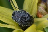 Oxythyrea funesta