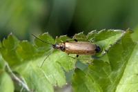 Rhagonycha nigriventris