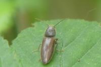 Athous haemorrhoidalis