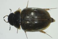 Anacaena lutescens
