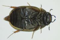 Anacaena lutescens