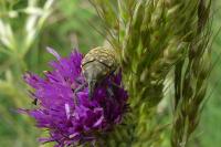 Larinus turbinatus