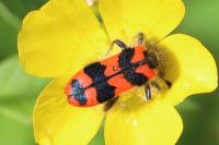 Trichodes alvearius