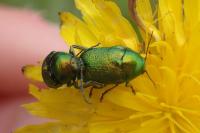 Chrysolina graminis
