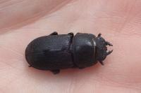 Dorcus parallelipipedus