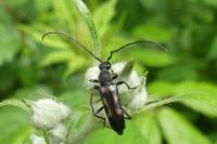 Anoplodera sexguttata