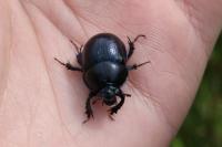 Anoplotrupes stercorosus