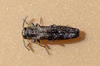 Agrilus