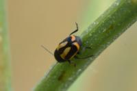 Cryptocephalus vittatus
