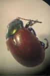 Chrysolina polita