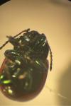 Chrysolina polita