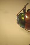 Chrysolina polita