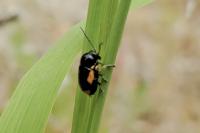Cryptocephalus moraei