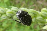 Oxythyrea funesta