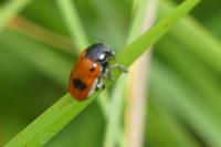 Clytra laeviuscula