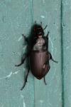 Harpalus dimidiatus