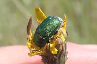 Cryptocephalus