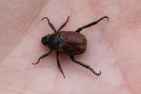 Hoplia