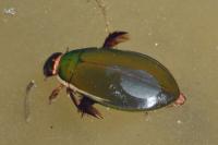 Cybister lateralimarginalis