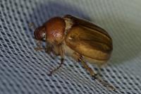 Rhizotrogus marginipes