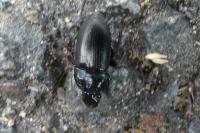 Harpalus dimidiatus