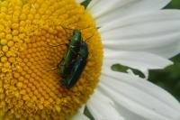 Psilothrix viridicoerulea