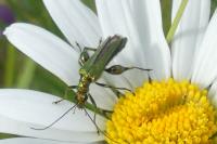 Oedemera nobilis