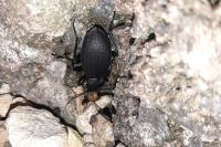 Carabus coriaceus