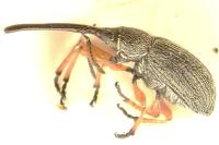 Rhopalapion longirostre