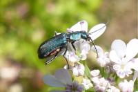 Malachius