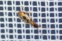 Demetrias imperialis