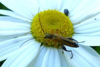Oedemera podagrariae