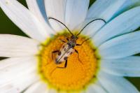 Pachytodes cerambyciformis