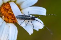 Agapanthia cardui
