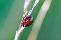Chrysolina bankii