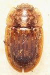 Soronia grisea