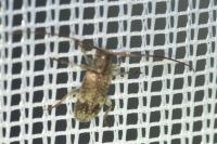 Exocentrus adspersus