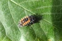 Harmonia axyridis