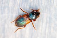 Gynandromorphus etruscus