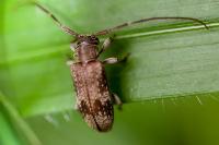 Exocentrus adspersus